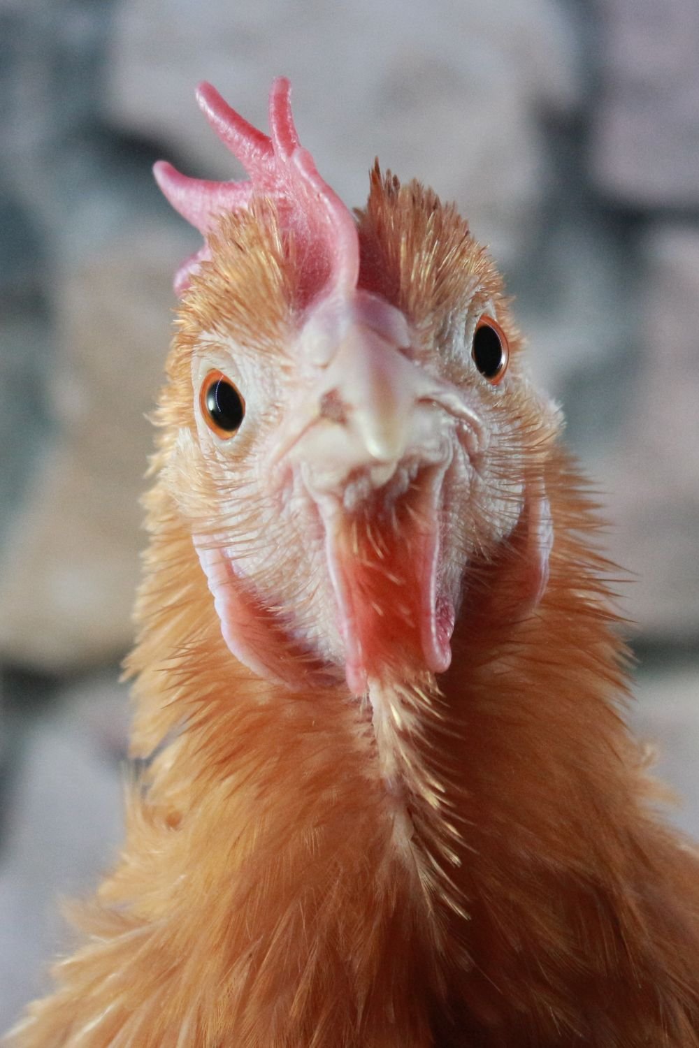 chicken looking at the camera