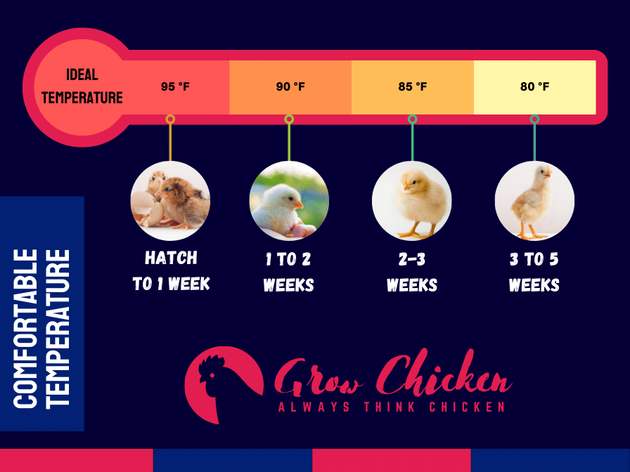 Baby chicks temperature requirement