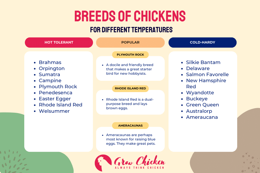 Breeds of chicken for different temperatures