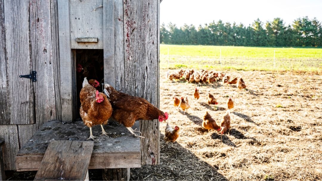 Can You Leave the Chicken Coop Door Open? Grow Chicken