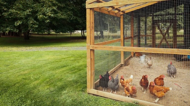 Where should a chicken coop be placed?