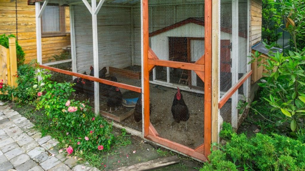 Chicken coop with plants around