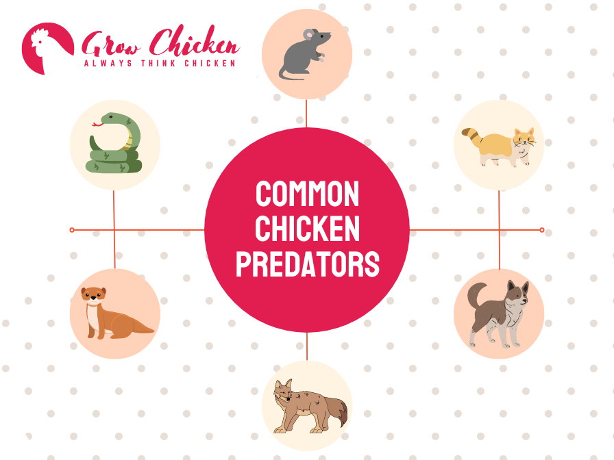 Common Chicken Predators