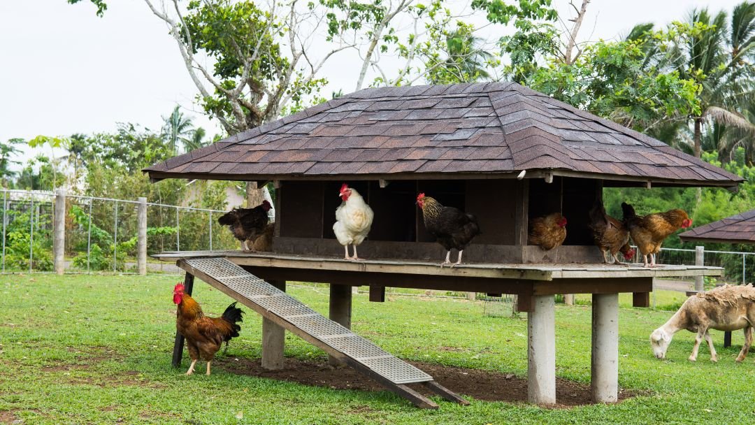 How Often Should a Chicken Coop be Cleaned? Grow Chicken
