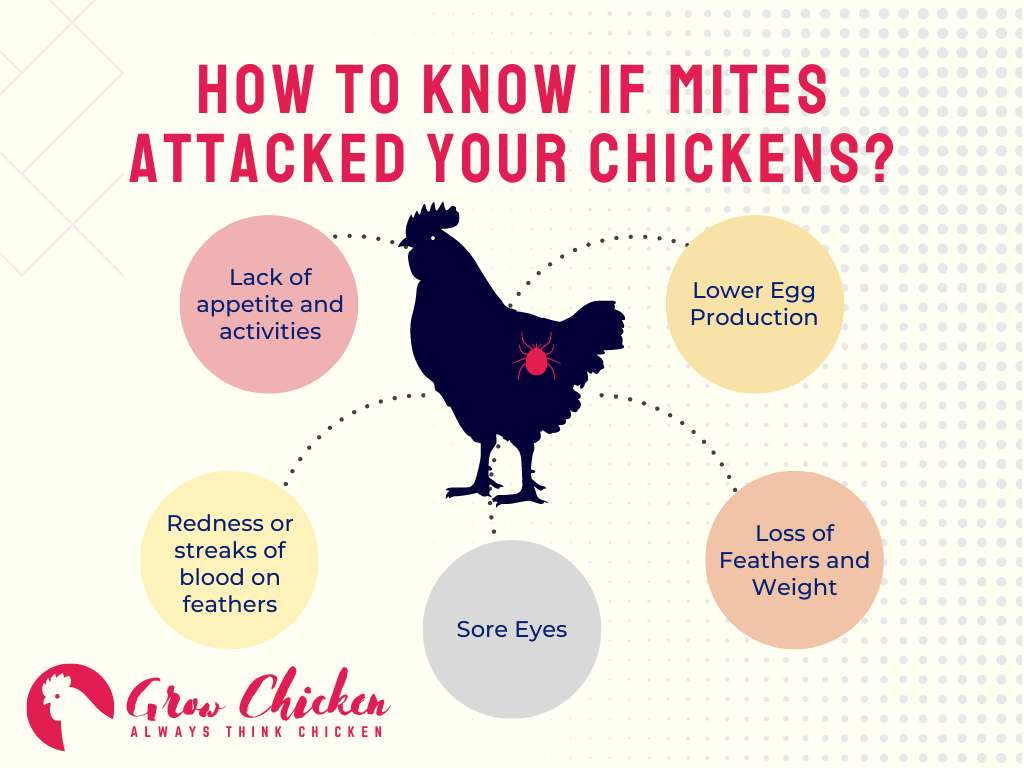 How to Know If Mites Attacked Your Chickens