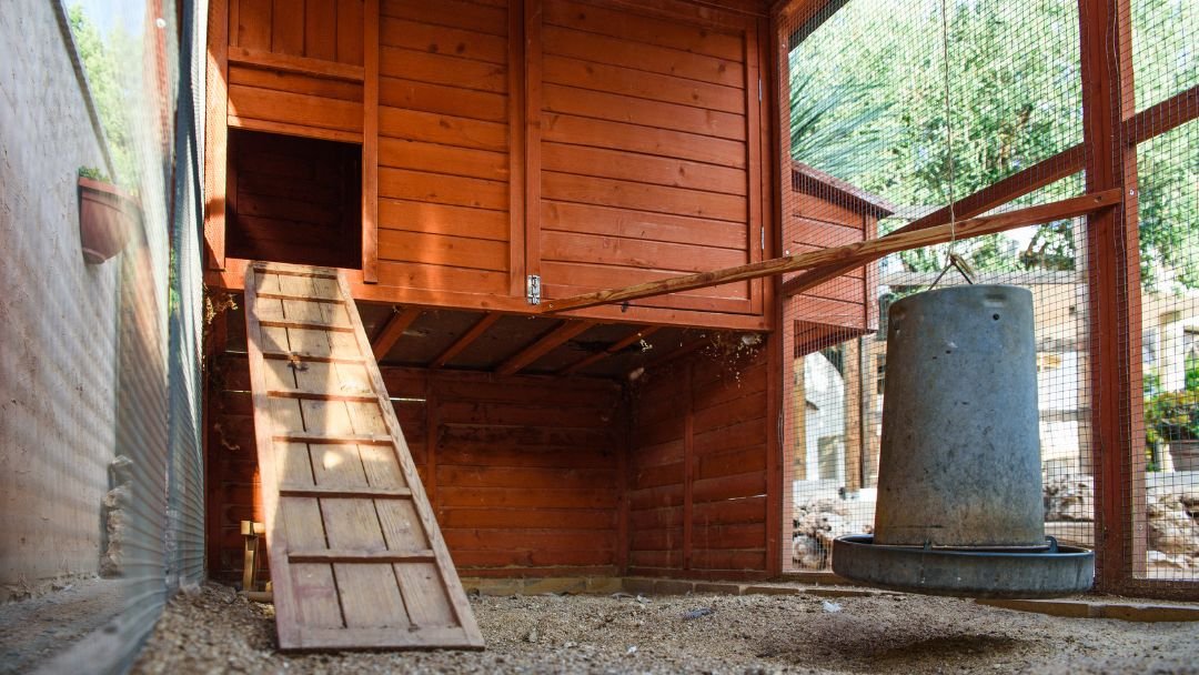 Should A Chicken Coop be Elevated? Grow Chicken