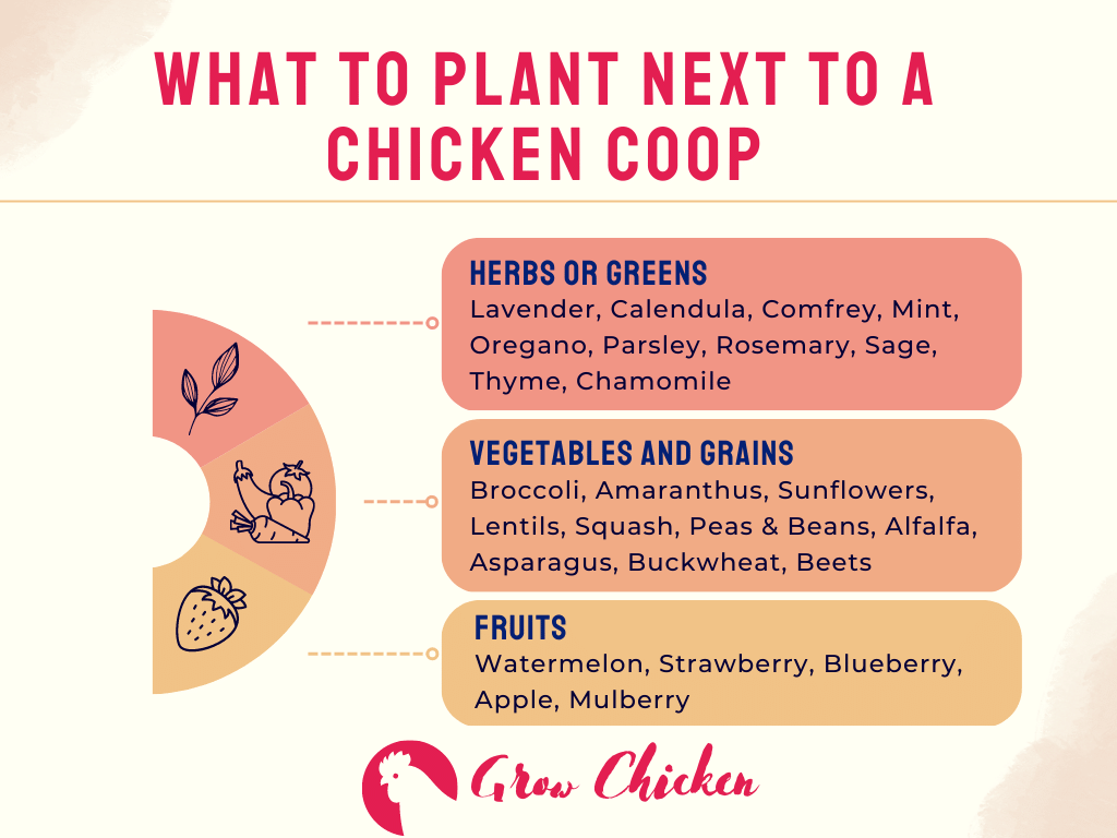 What to plant next to a chicken coop