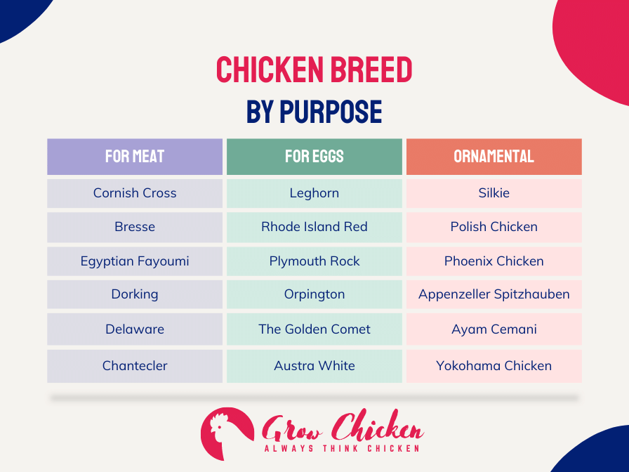 best chicken breed by purpose