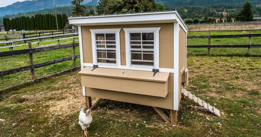 best chicken coop for 5-6 chickens