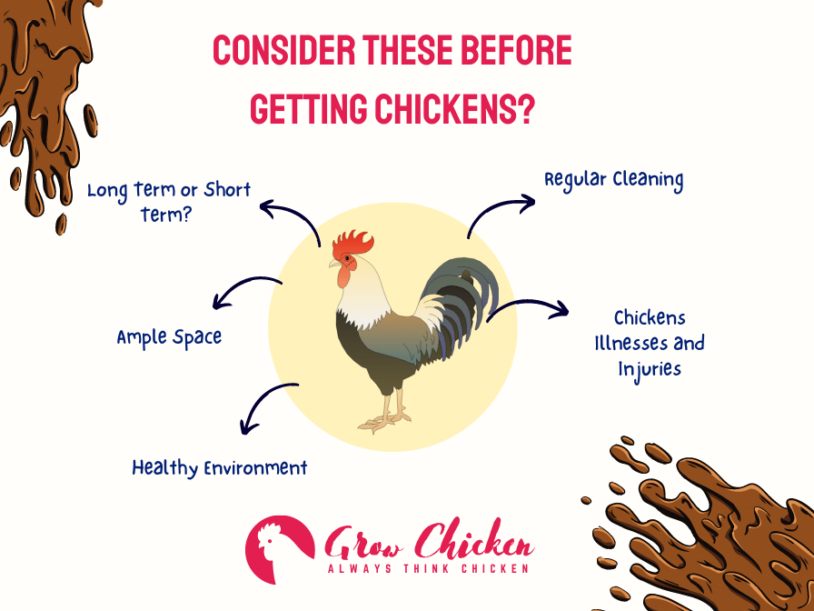 consider these before getting chickens