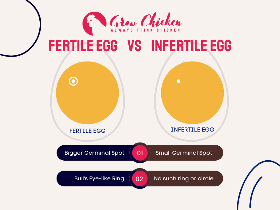 fertile eggs vs non-fertile eggs
