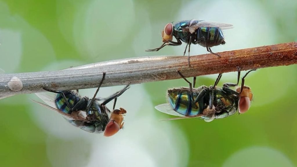 flies standing on branch