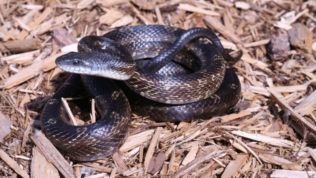 protect chicken coop from snakes