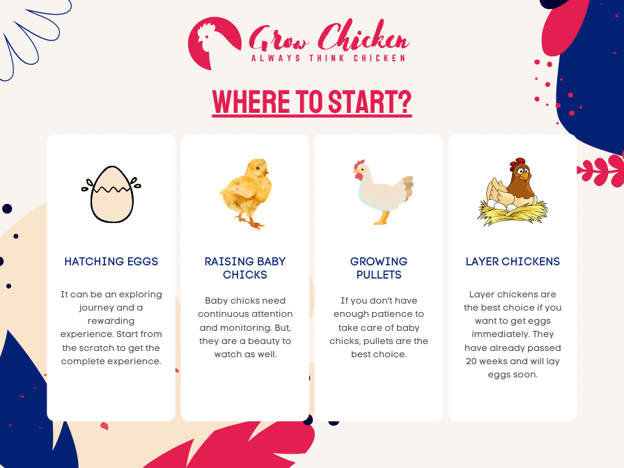 where to start with chickens