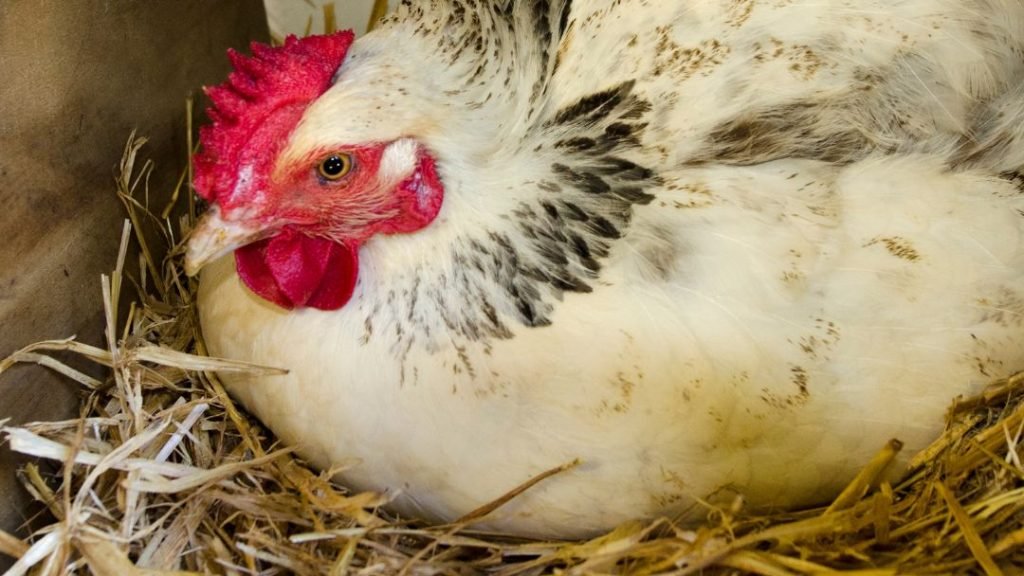 Chicken In Nesting Box All Day