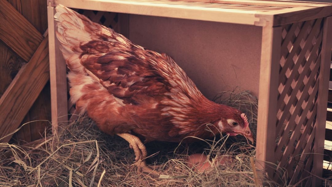 do-chicken-nesting-boxes-need-a-top-grow-chicken