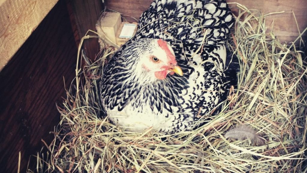 Does Each Chicken Need Its Own Nesting Box