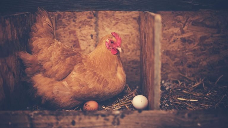 How to Get Chicken to Use Nesting Box