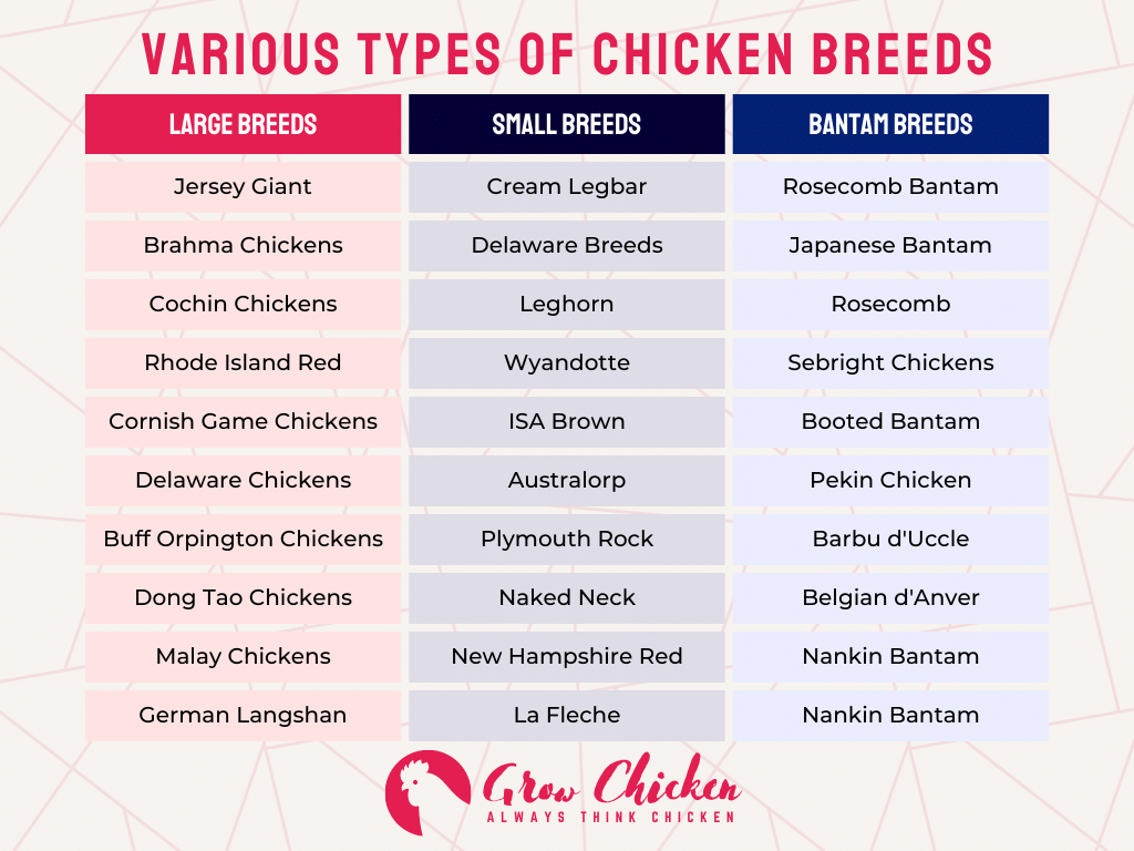 Various Types of Chicken Breeds