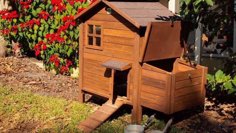 What do chickens need in a chicken coop?
