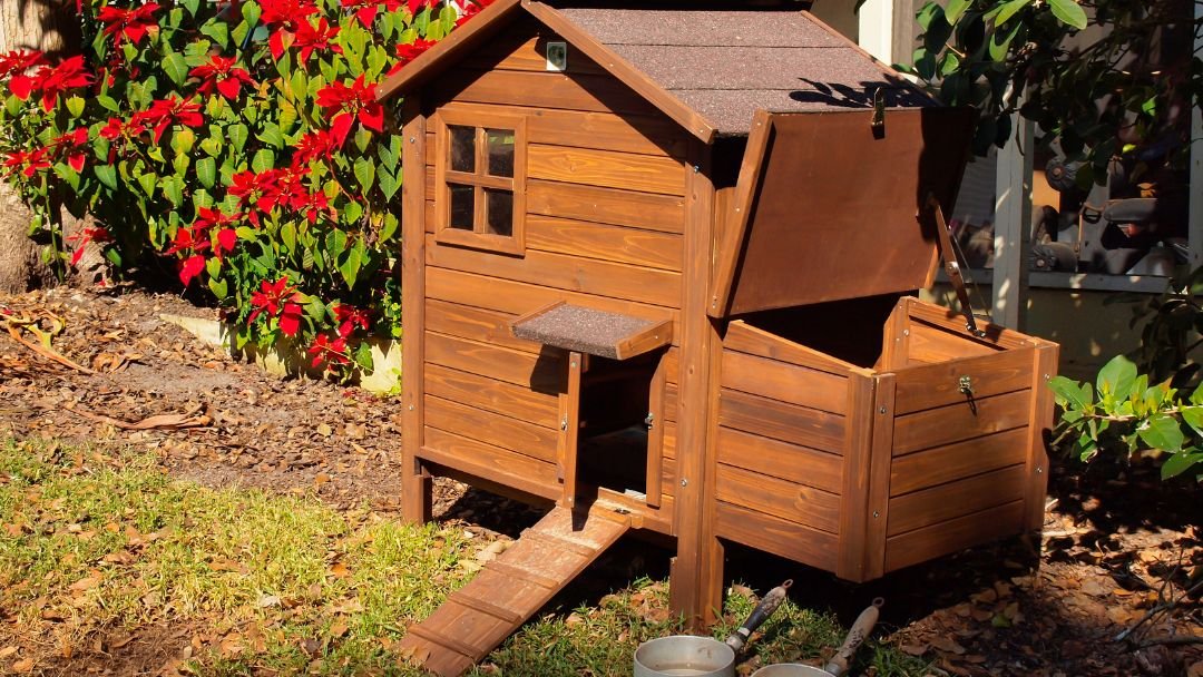 what-do-chickens-need-in-a-chicken-coop-grow-chicken