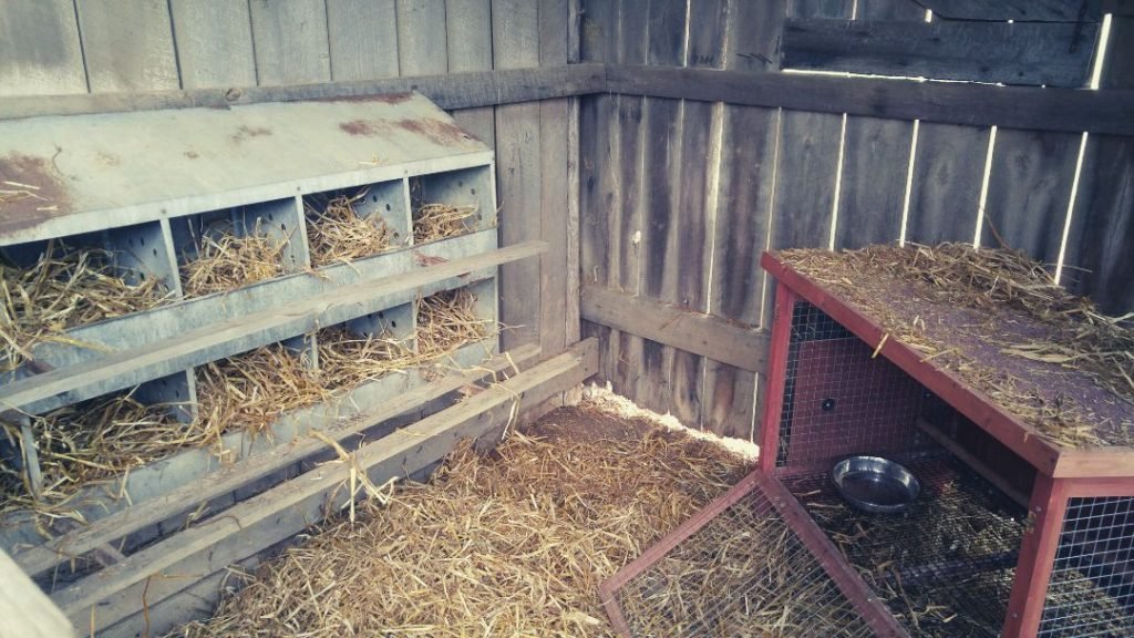 When To Set Up Nesting Boxes For Chickens
