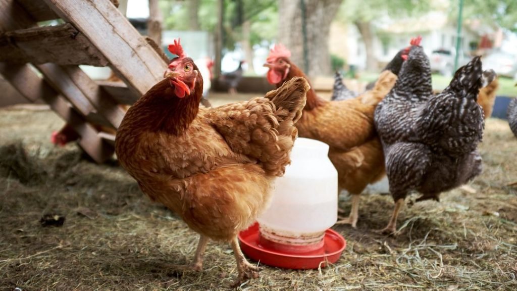 Best Chicken Feeder For 6 Chickens