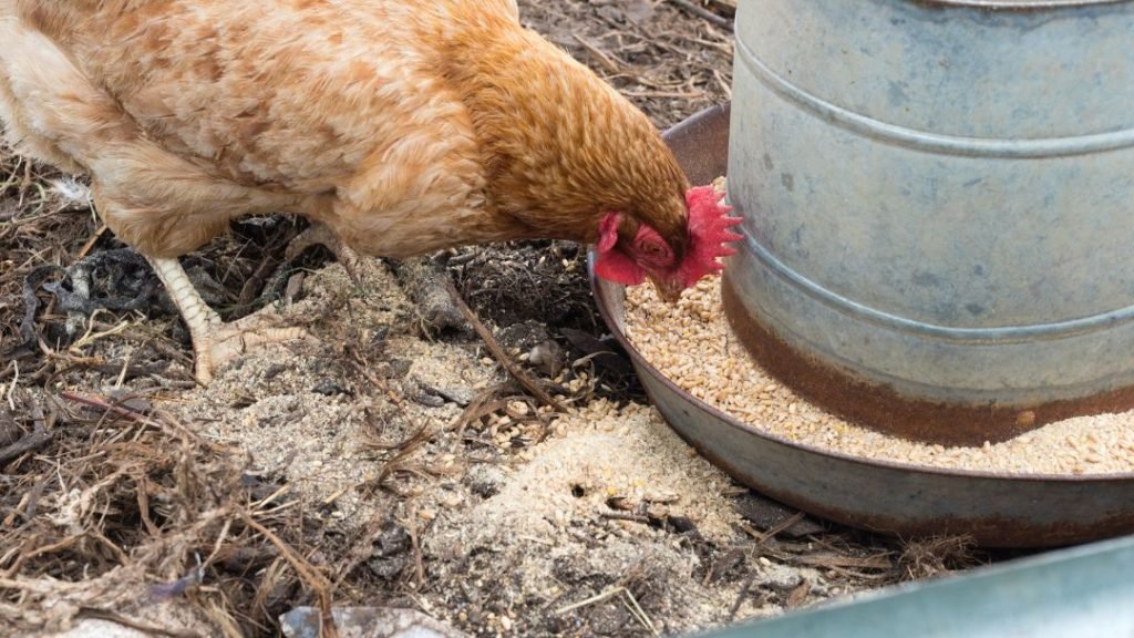 How Many Chickens Per Feeder You Need