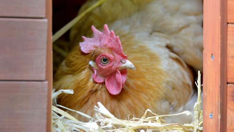 How Wide Should Chicken Nesting Boxes Be Grow Chicken