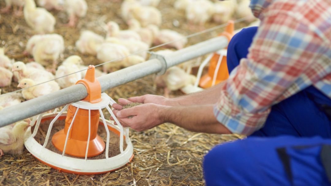 Should I Hang My Chicken Feeder [Find Out] Grow Chicken