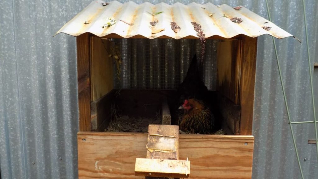 Where to Put Chicken Nesting Boxes