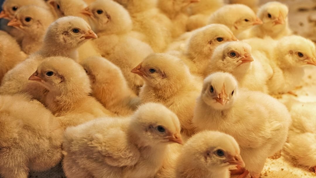 How to Make Your Own Chick Starter Feed Grow Chicken