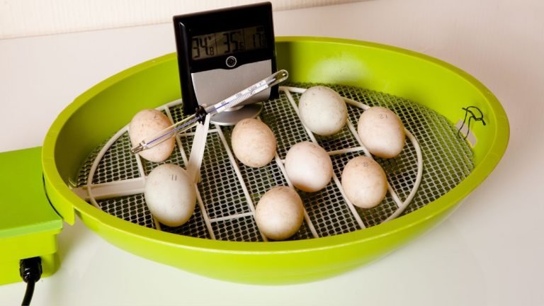 Chicken Egg Incubator Temperature And Humidity Settings