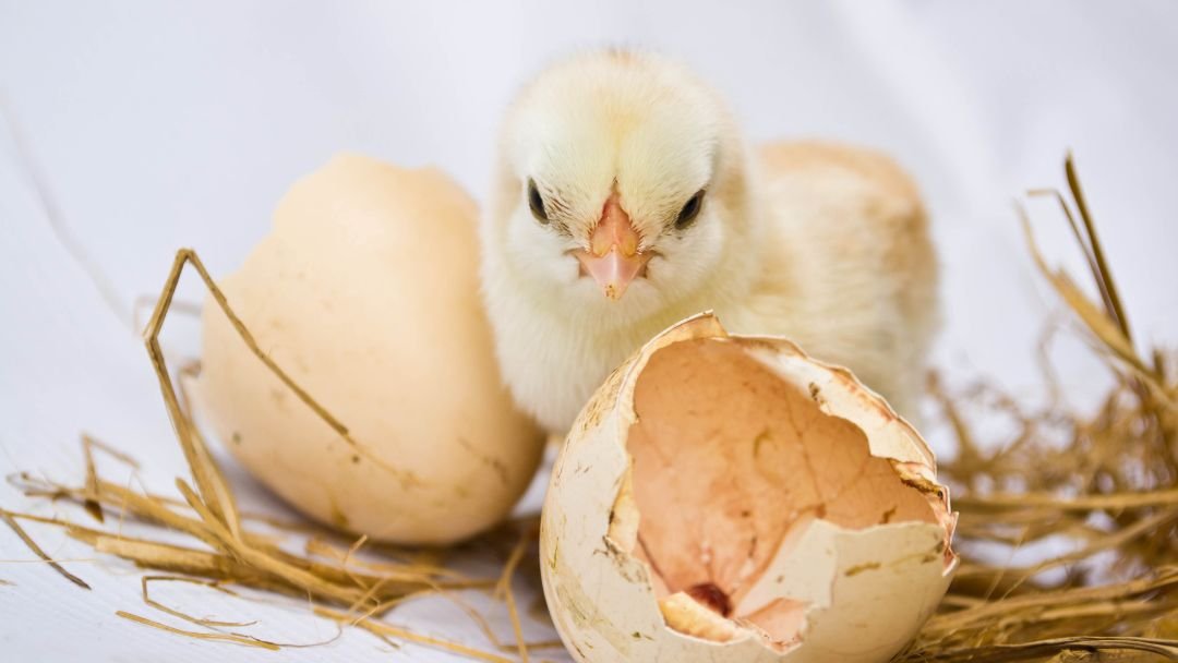 How Long Does Egg Incubator Take To Hatch Grow Chicken