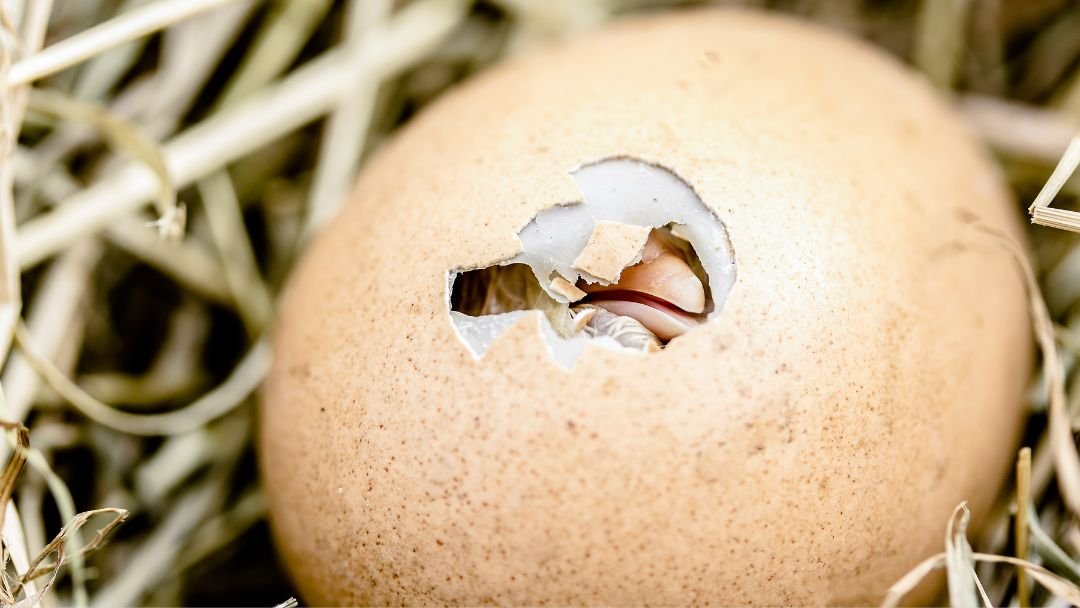 How To Hatch Chicken Eggs Of Your Own Grow Chicken