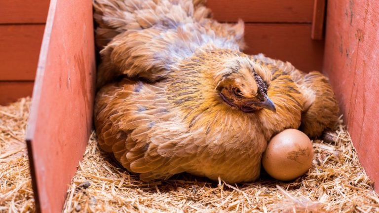 How To Identify Fertile Eggs