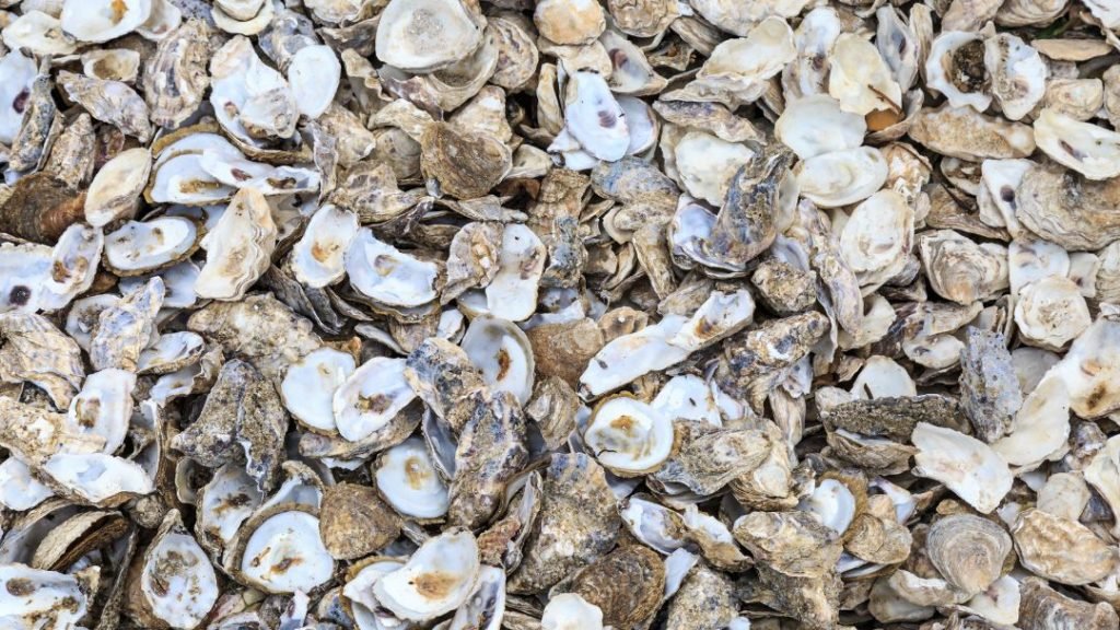 Why Feed Chickens Oyster Shells