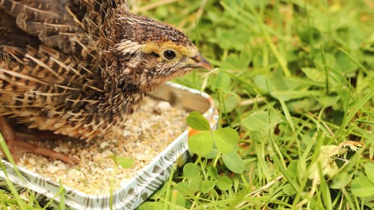 Can You Feed Chick Starter To Quails?