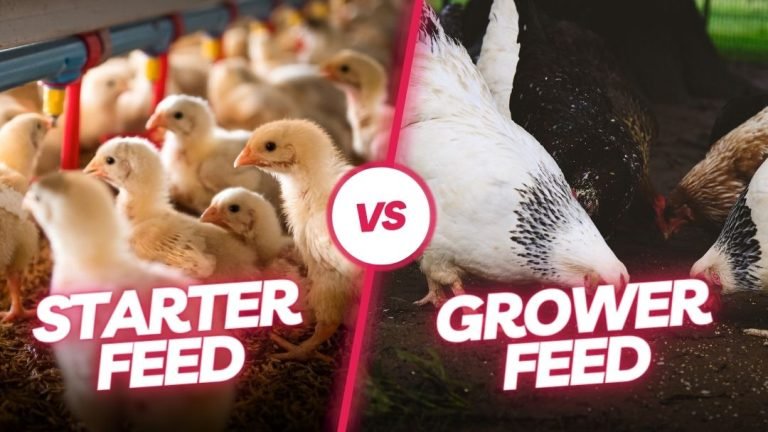 Chick Starter Vs Grower Feed