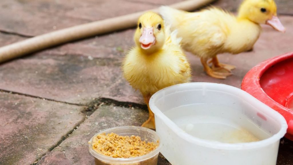 Do Ducklings Eat Chick Starter Feed