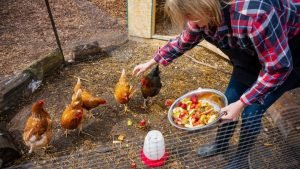 S. Jane feeding her chickens