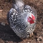 Asturian Painted Hen Chicken Breed