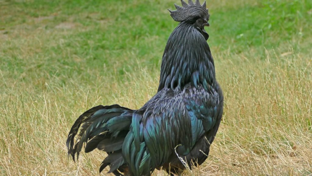 Ayam Cemani Chicken Breeds