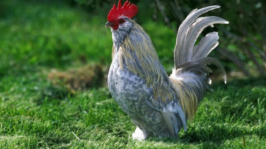 Belgian D’Uccles Chicken Breed