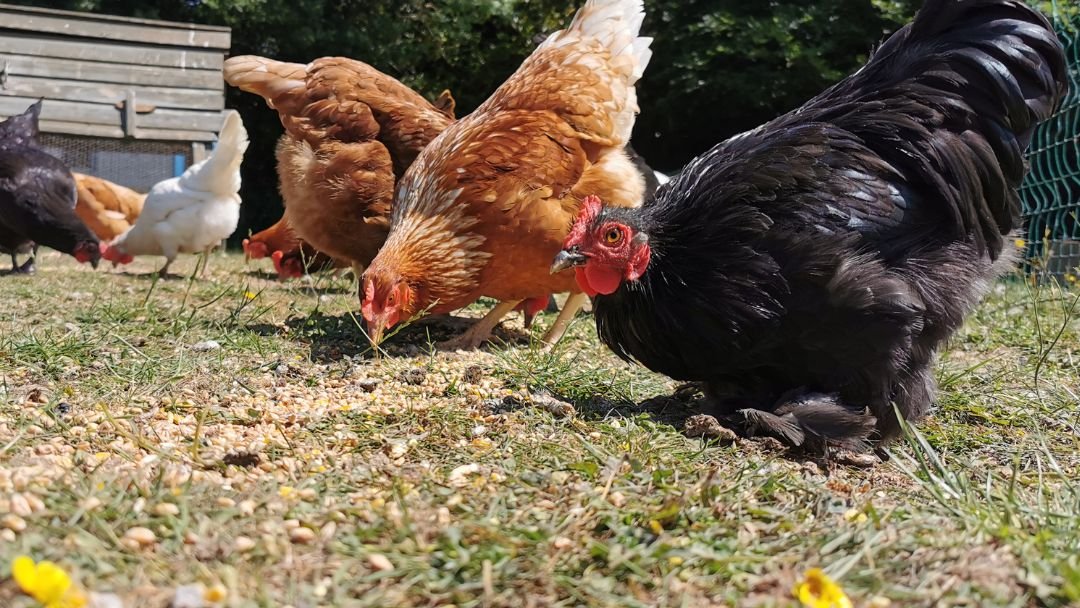 Best Chicken Breeds for Meat