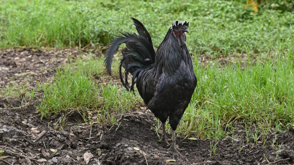 Black Penedesenca Chicken Rarest Breed