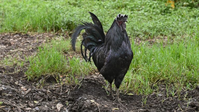 What Is The Rarest Chicken Breed