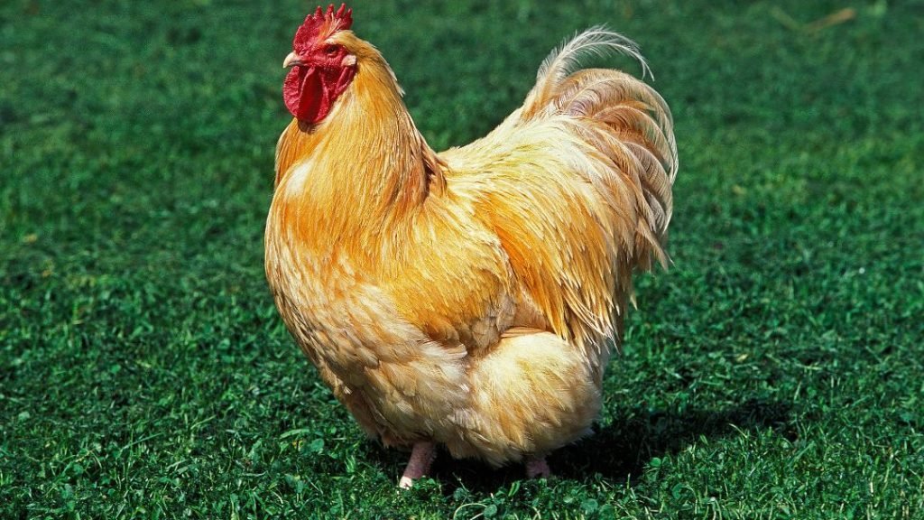 Buff Orpington Chicken Breed