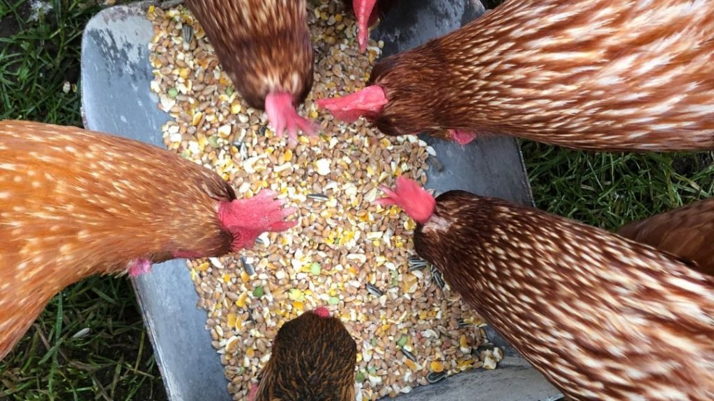 Can Chickens Eat Layer Feed Before Laying Eggs
