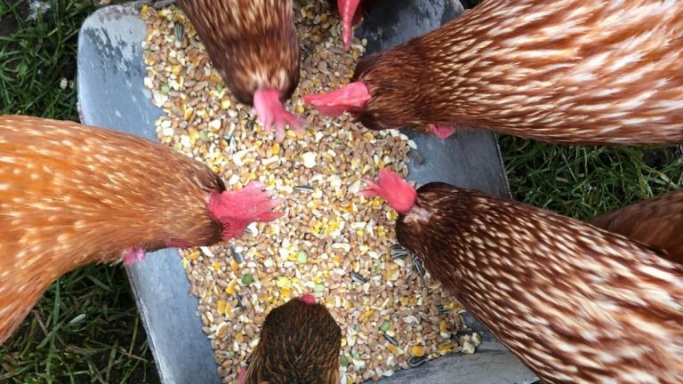 Can Chickens Eat Layer Feed Before Laying Eggs?